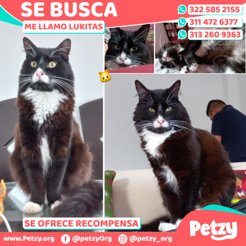 Foto de mascota Lukitas