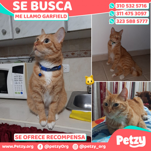 Foto de mascota Garfield