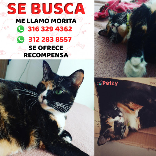 Foto de mascota Morita