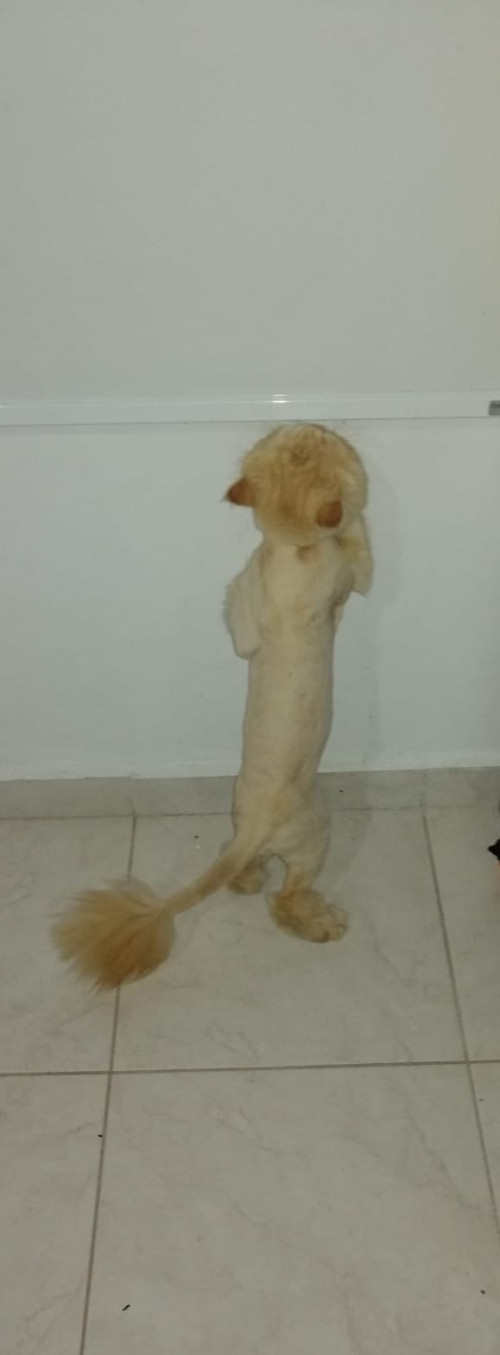 Garfield