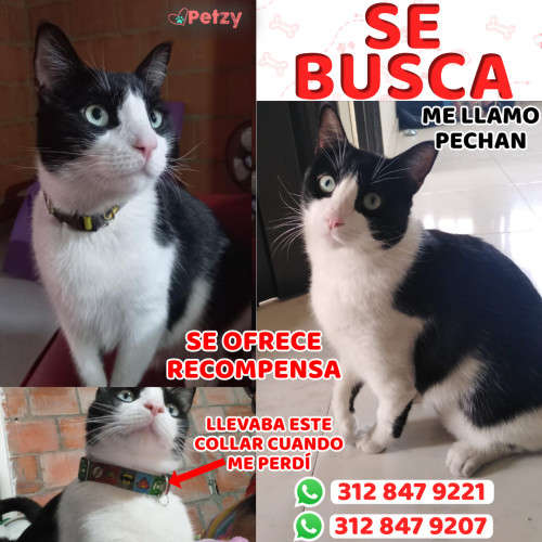 Foto de mascota Pechan 