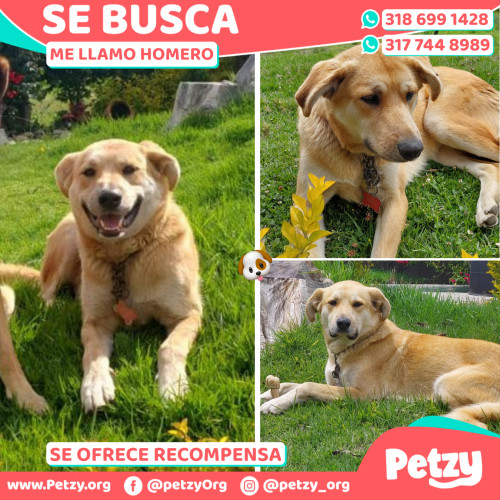 Foto de mascota Homero