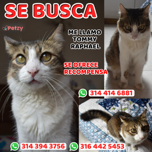 Foto de mascota Tommy Raphael