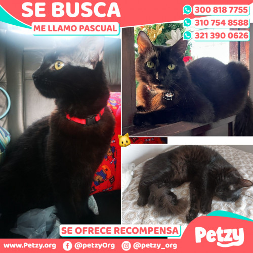 Foto de mascota Pascual