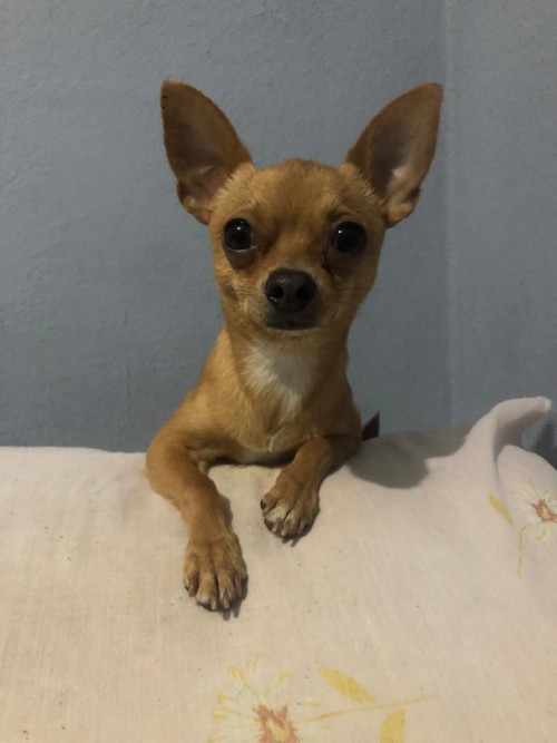 Benito