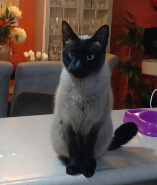 Micifusa
