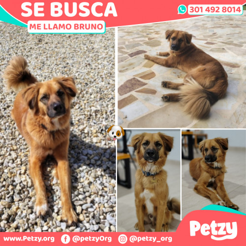 Foto de mascota Bruno