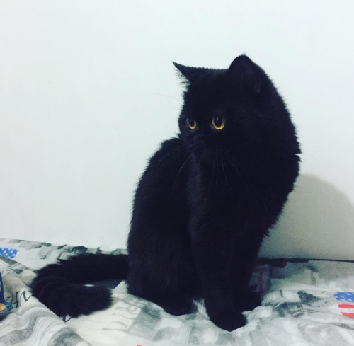 Negro