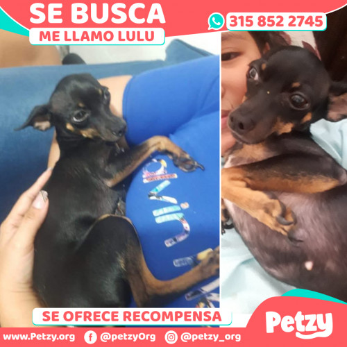 Foto de mascota Lulu