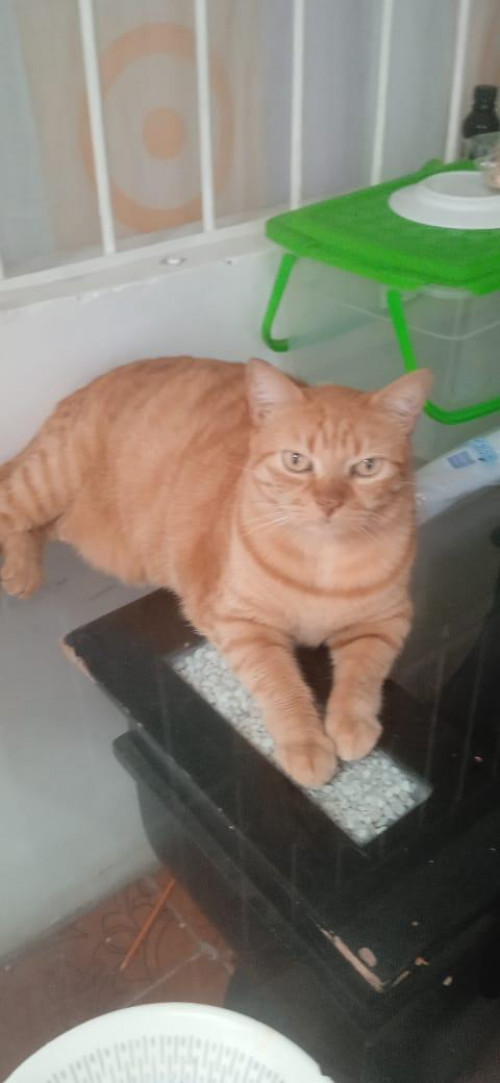 Simón