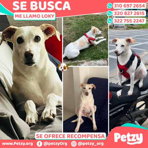 Foto de mascota Loky