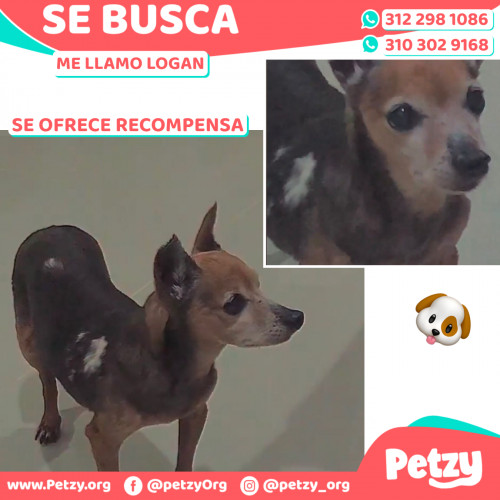 Foto de mascota Logan