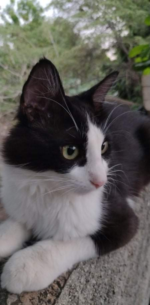 Orión