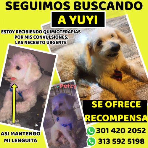Foto de mascota Yuyi