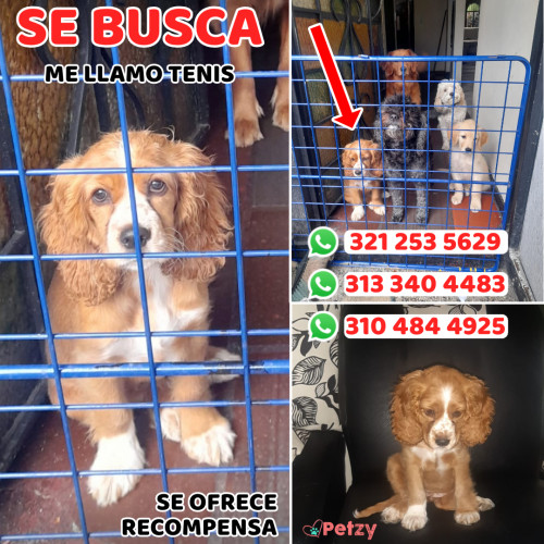 Foto de mascota Temis