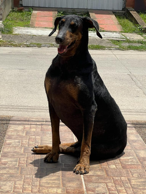 Ringo