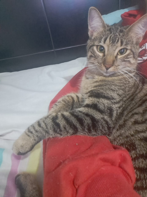 Rayito