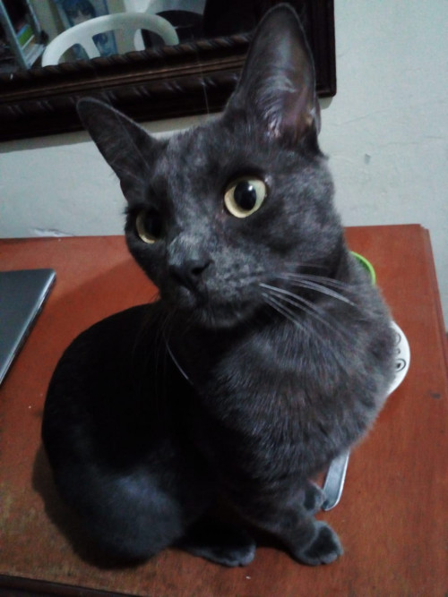 Milu