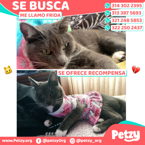 Foto de mascota Frida