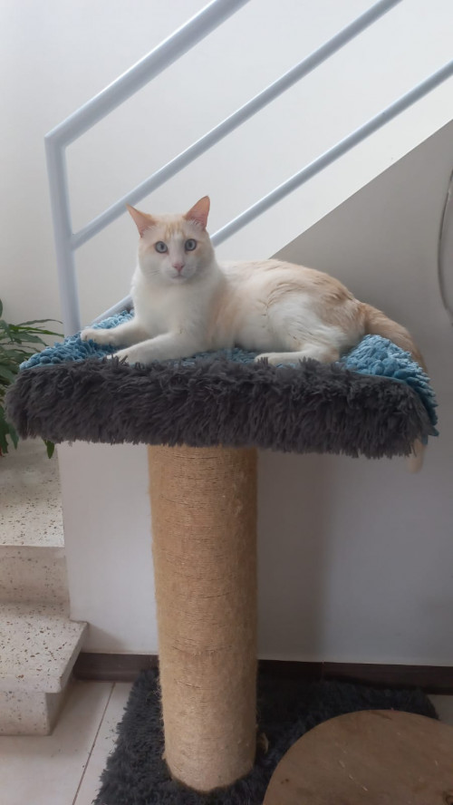 Kiro