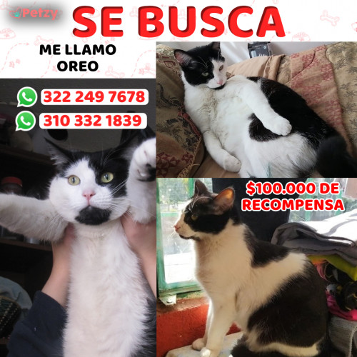 Foto de mascota Oreo