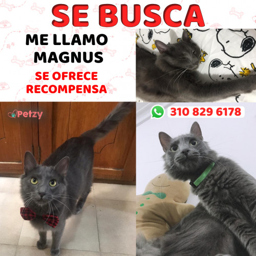 Foto de mascota Magnus