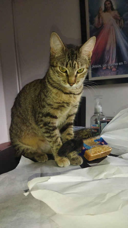 Kitty