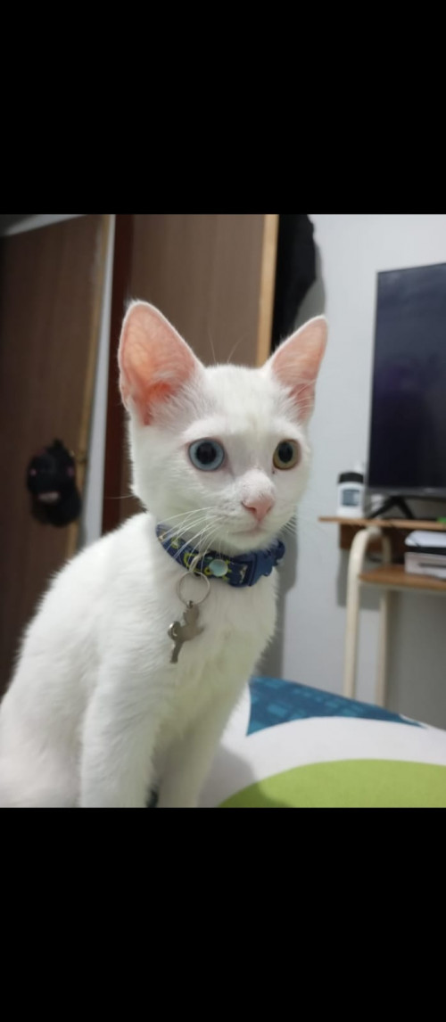 Apolo