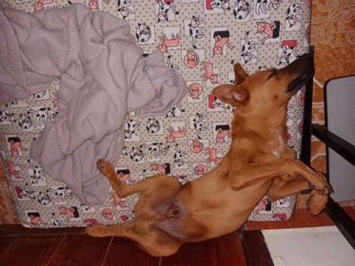 Pipo