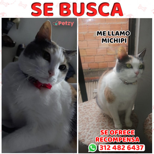 Foto de mascota Michipi