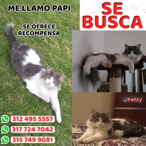 Foto de mascota Papi