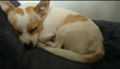 Apolo