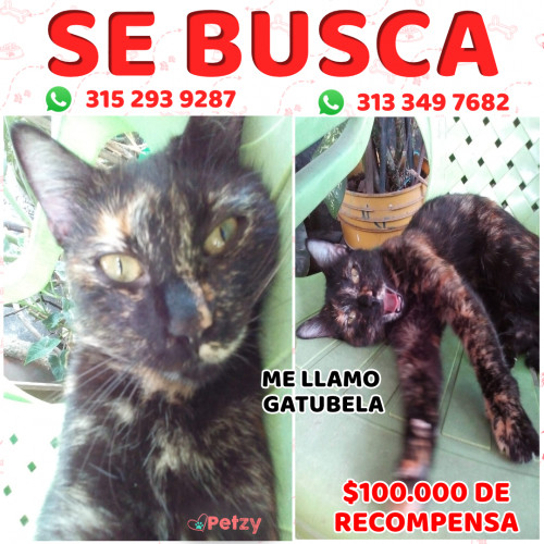 Foto de mascota Gatubela