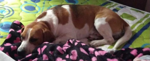 Oddy