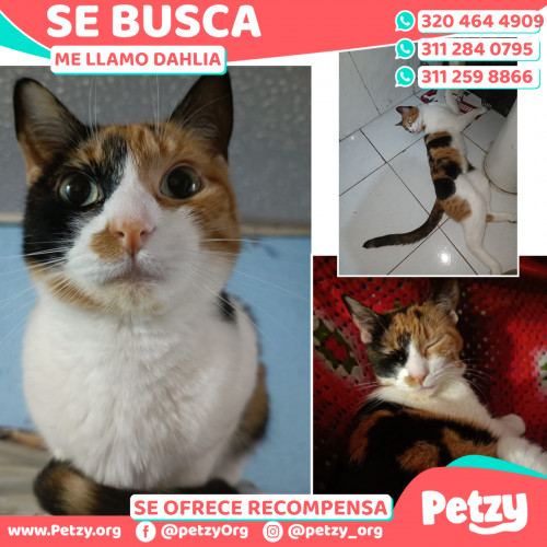 Foto de mascota Dahlia