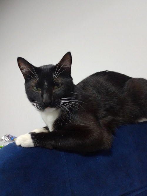 Balú