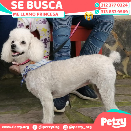 Foto de mascota Princesa