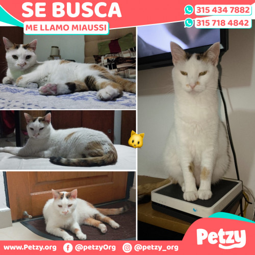 Foto de mascota Miaussi