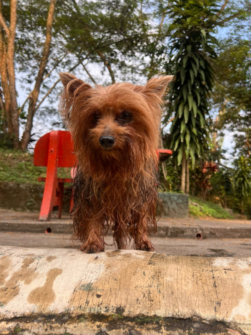 Mía