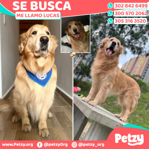 Foto de mascota Lucas