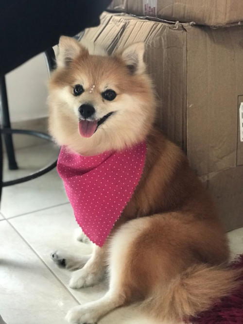 Pinki 