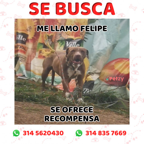 Foto de mascota Felipe