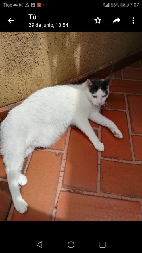Mimi