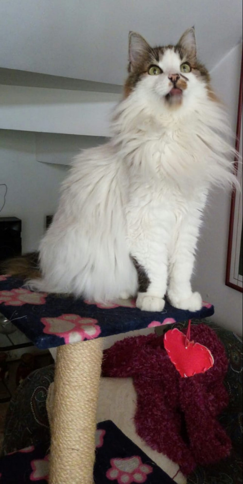 Peluza