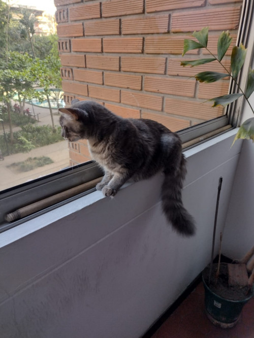 Tito