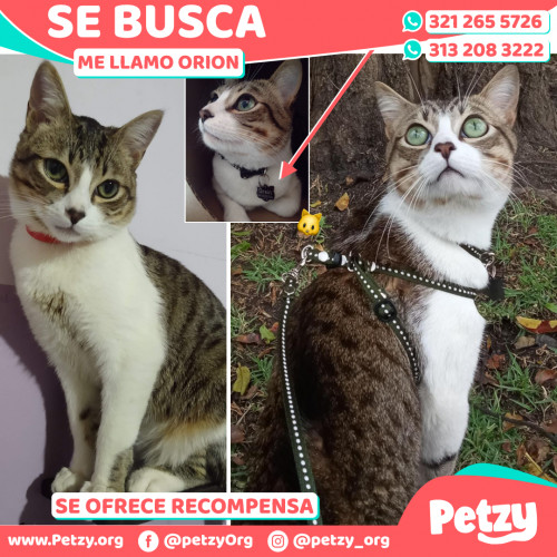 Foto de mascota Orion