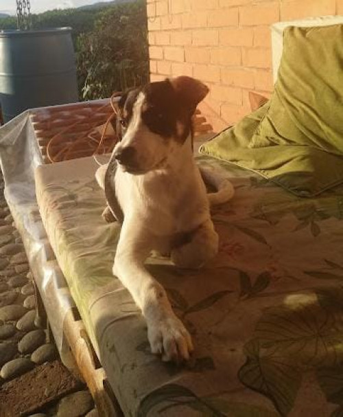 Montuno