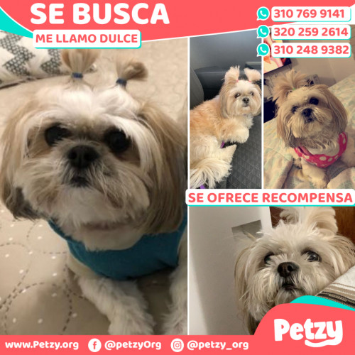 Foto de mascota Dulce