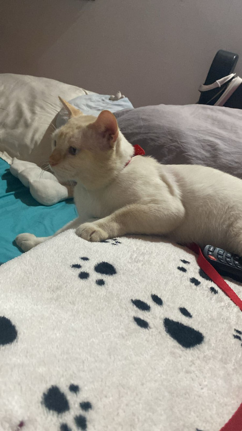Blanquito