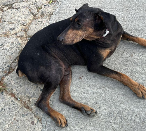 Ringo